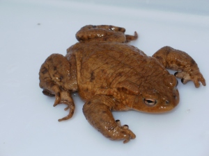 Male Toad