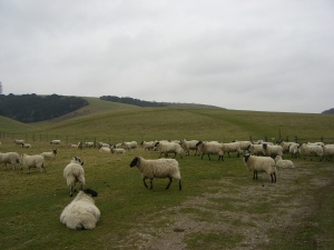 The main ewe flock